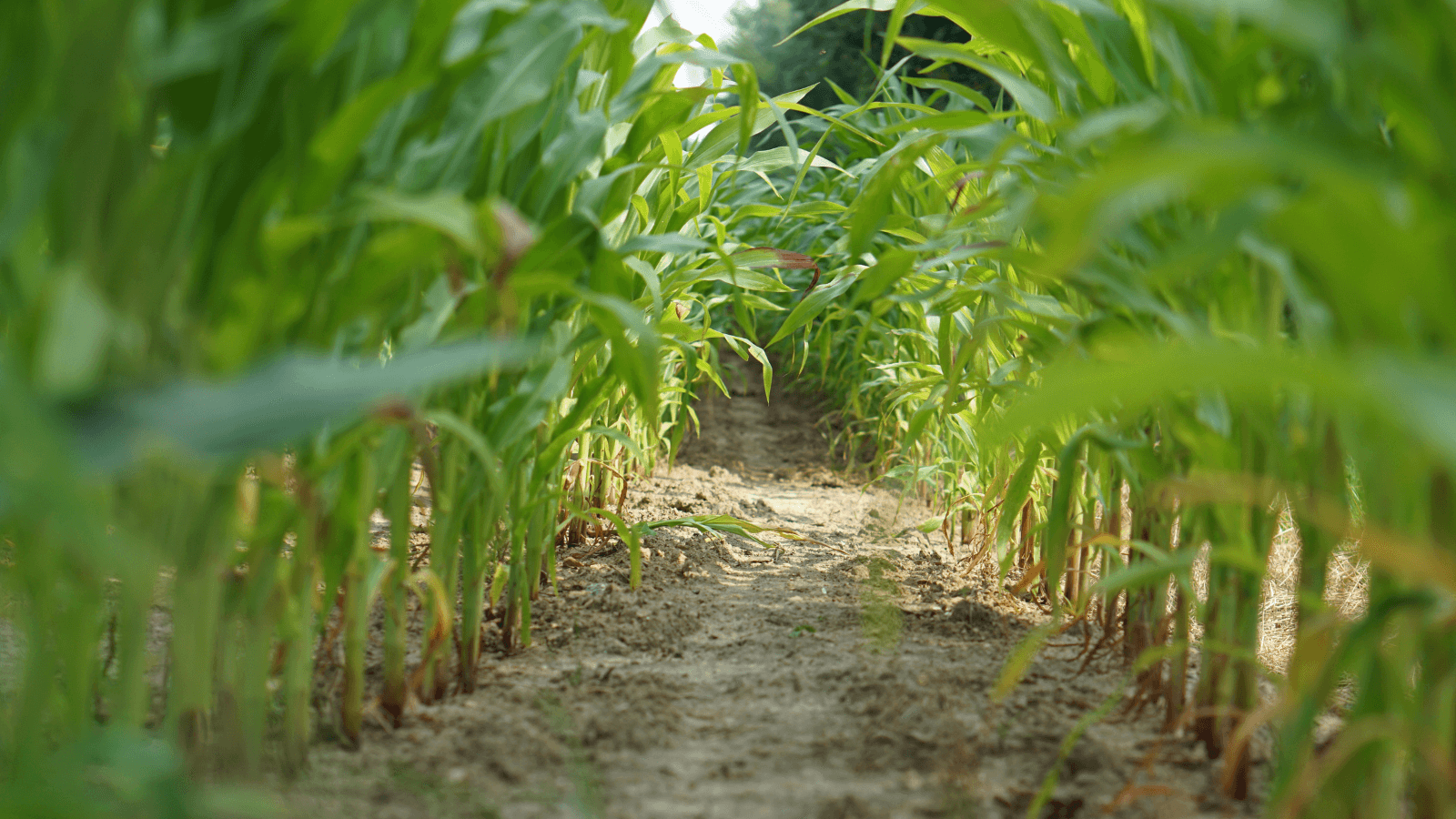 Federal impacts to ag conservation in Wisconsin ‘complex’