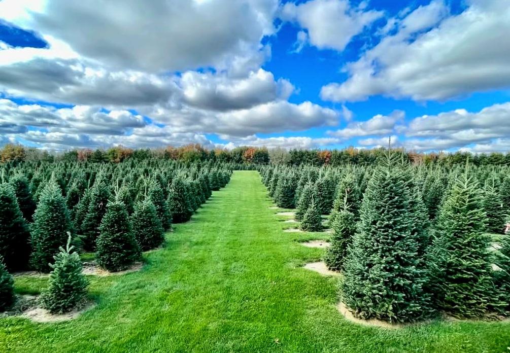 Wisconsin Farmers Keep the Christmas Tree Industry Growing